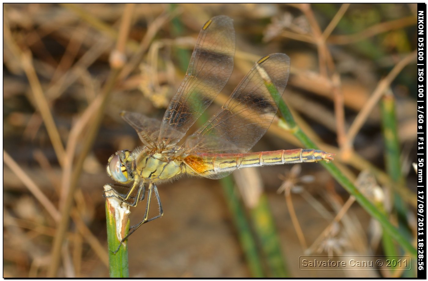 Sympetrum fonscolombii